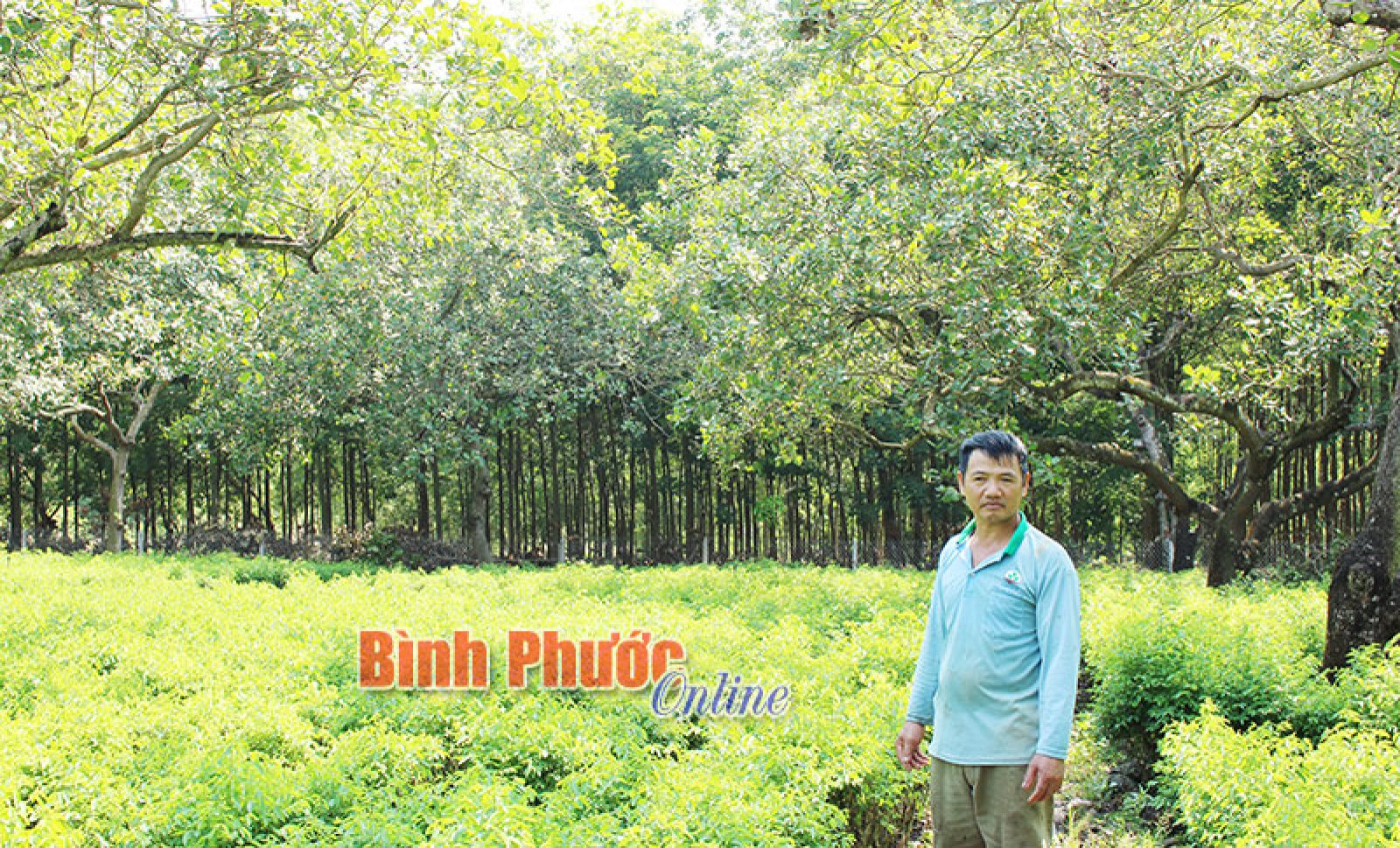 Vườn rau bồ ngót trồng xen dưới tán điều của gia đình ông Phạm Văn Dũng ở thôn 3, xã Long Bình luôn xanh tốt[/caption]